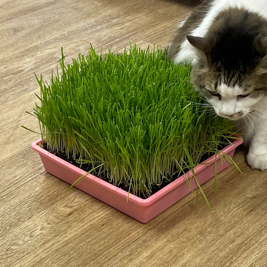 10” x10” Cat Grass Garden Tray/ Organic Seed