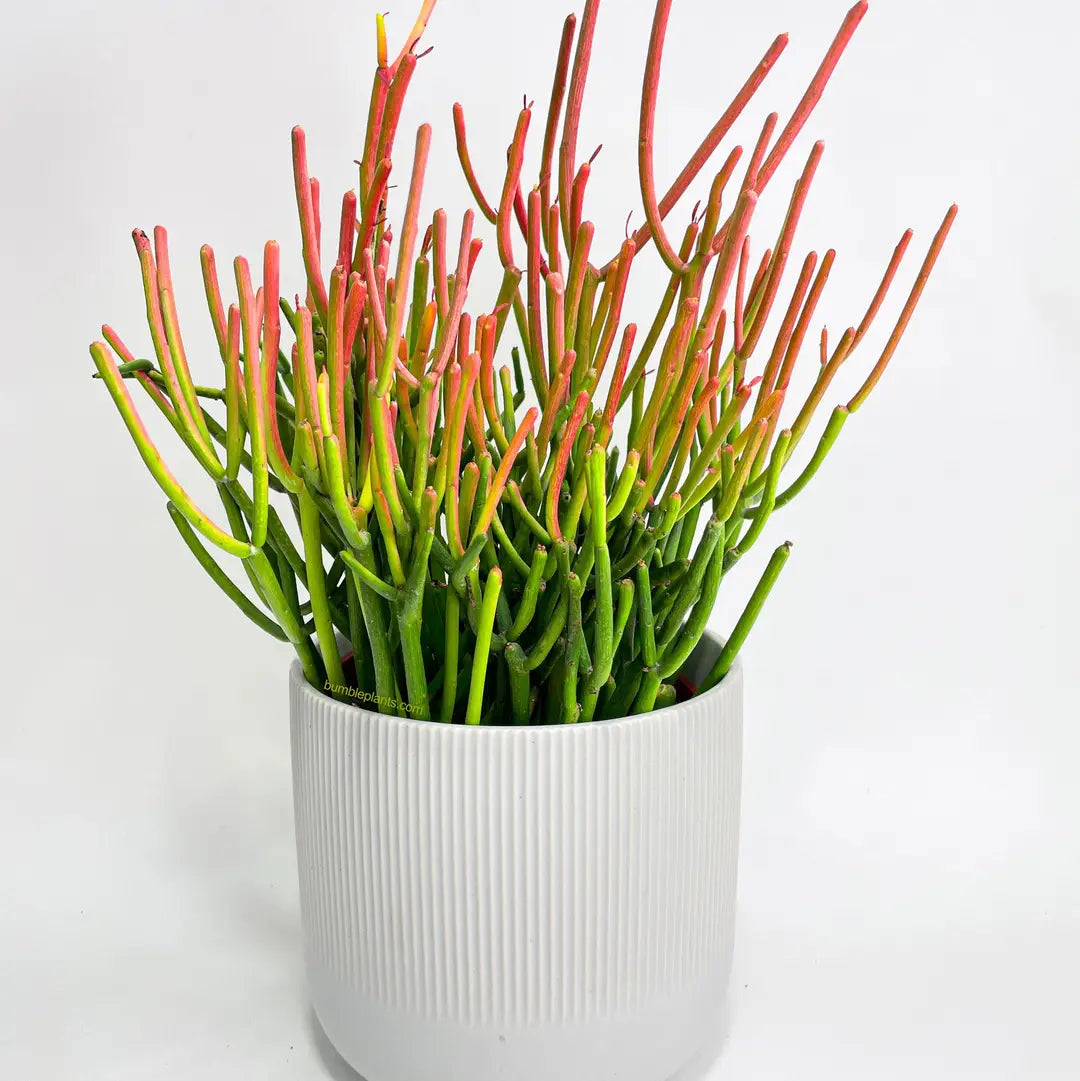Cactus Pencil Firestick