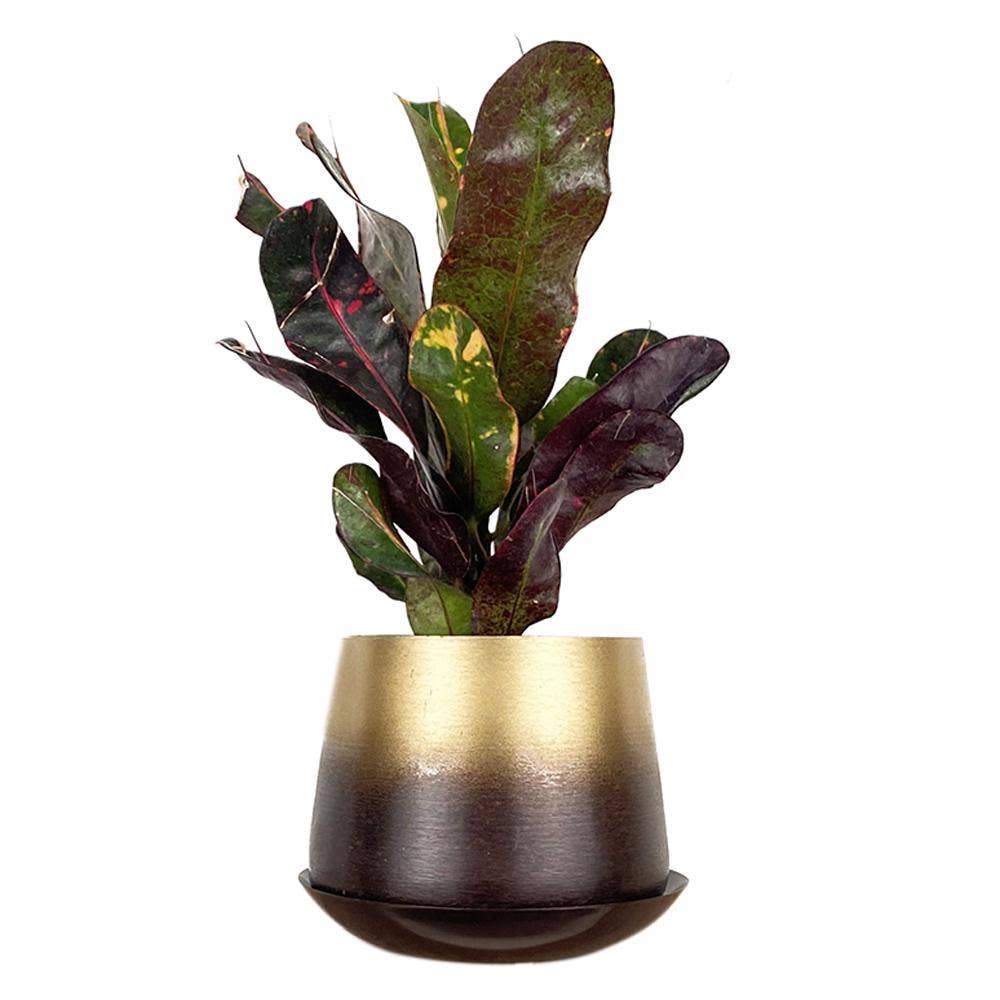 Metal Pot with Drainage Hole Saucer