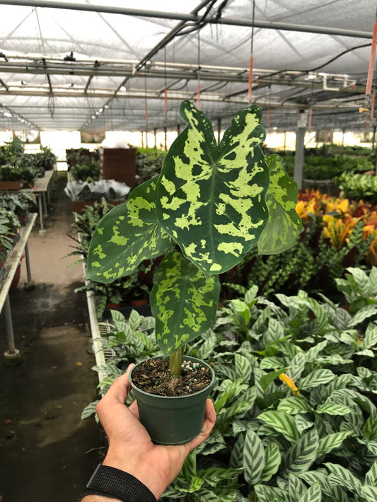 Alocasia 'Hilo Beauty