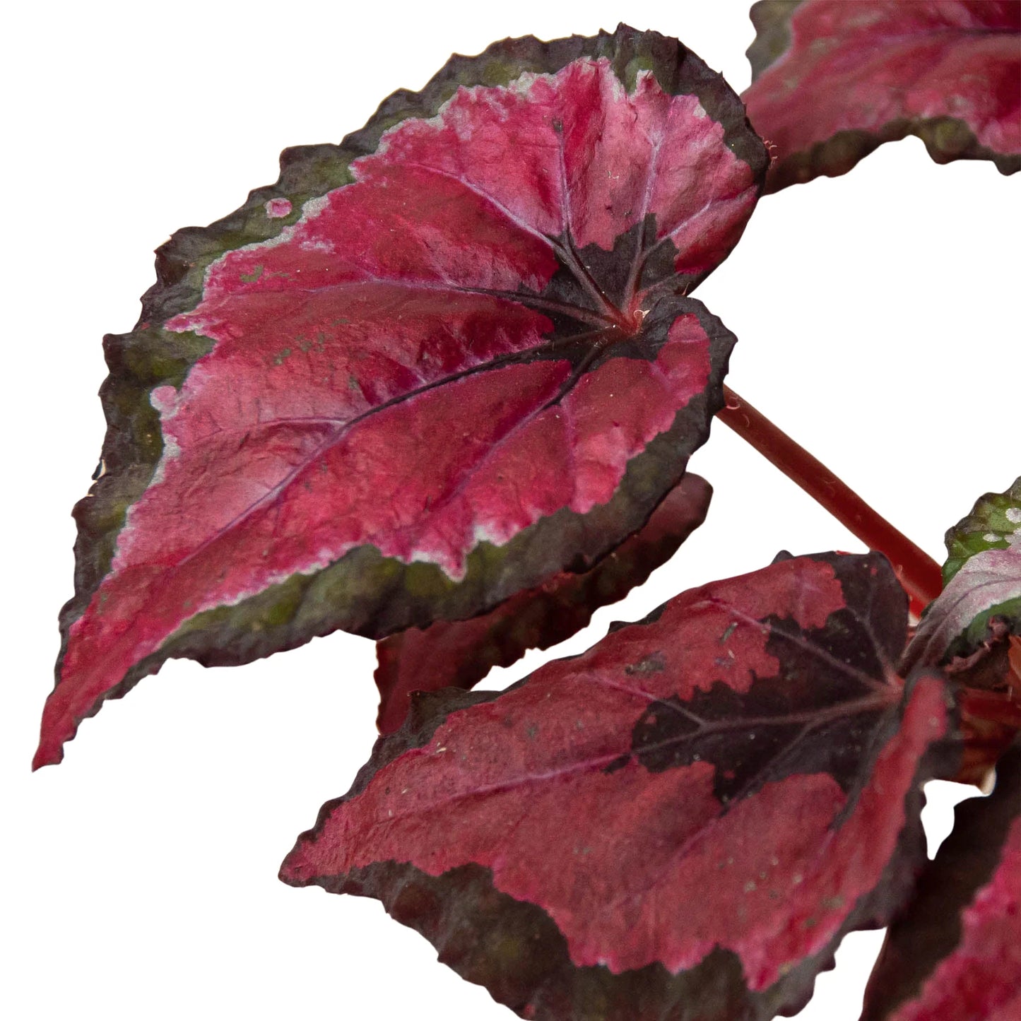 Begonia 'Rex 4"