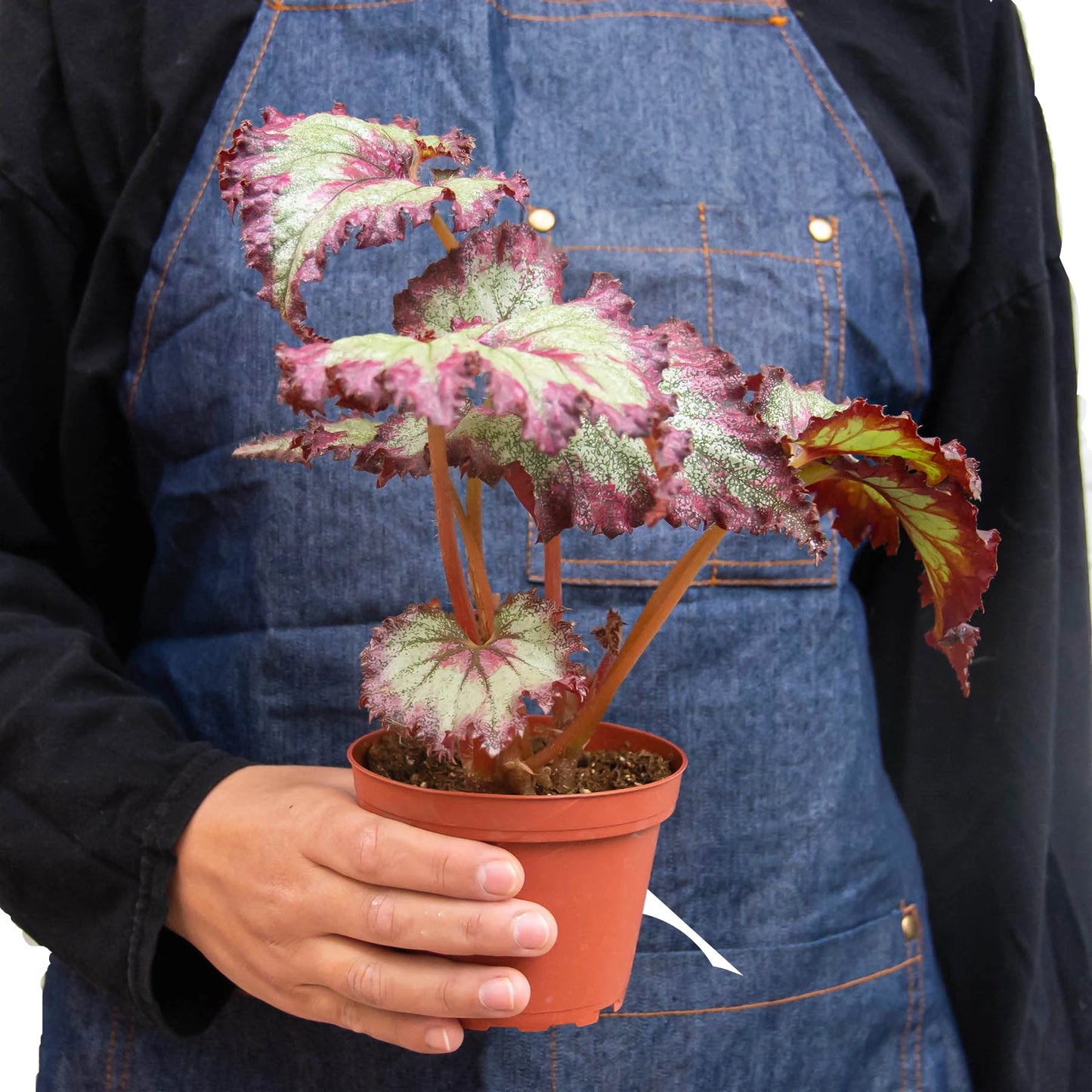 Begonia 'Rex 4"