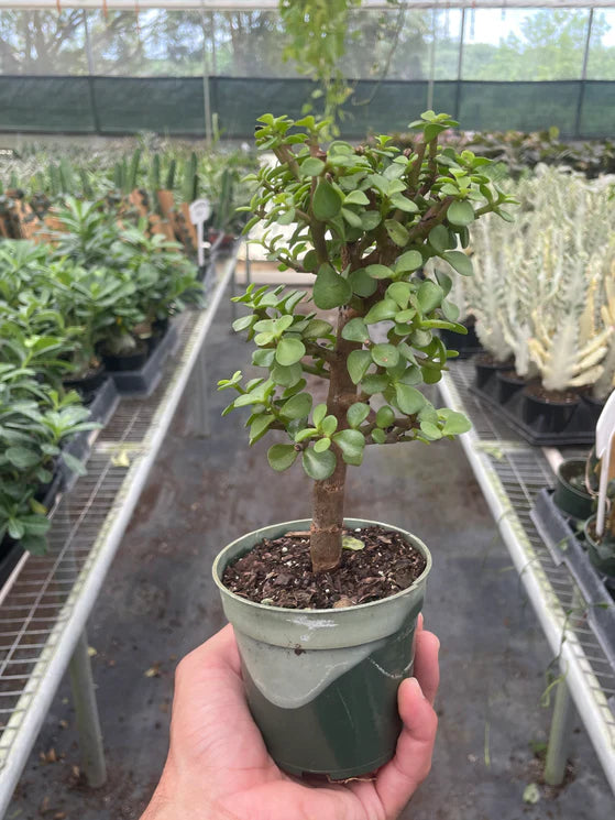 Bonsai Mini Jade