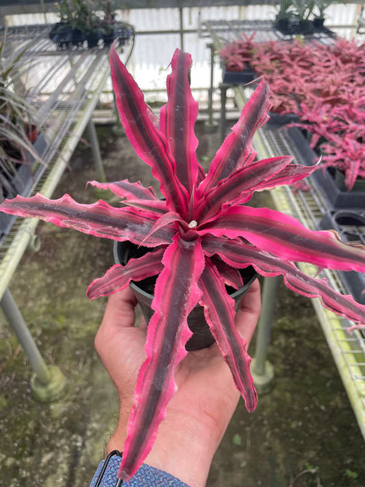 Cryptanthus 'Pink Star' - 4"