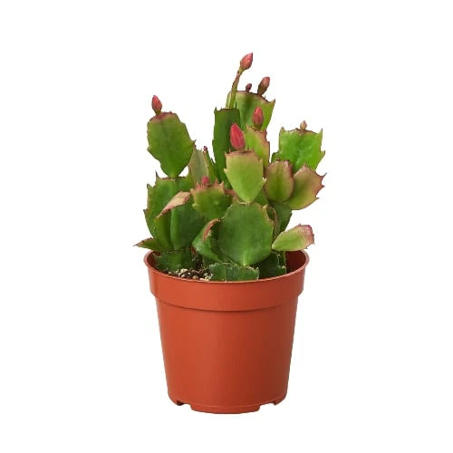 Christmas Cactus' WHITE 4" clear pot