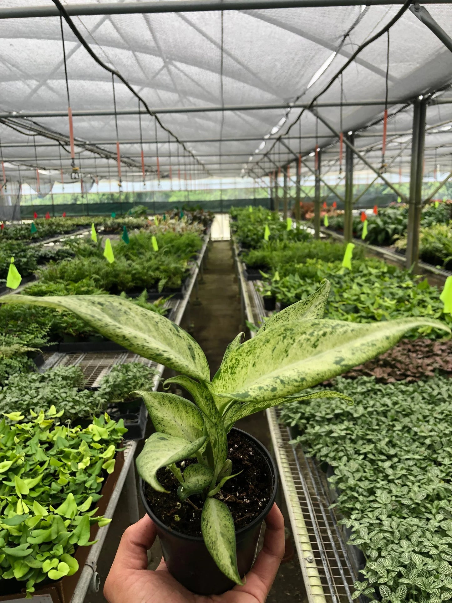 Dieffenbachia 'Camouflage 6"