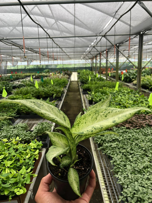 Dieffenbachia 'Camouflage 6"