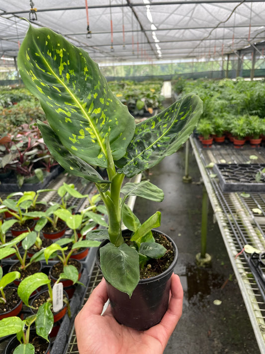 Dieffenbachia 'Reflector