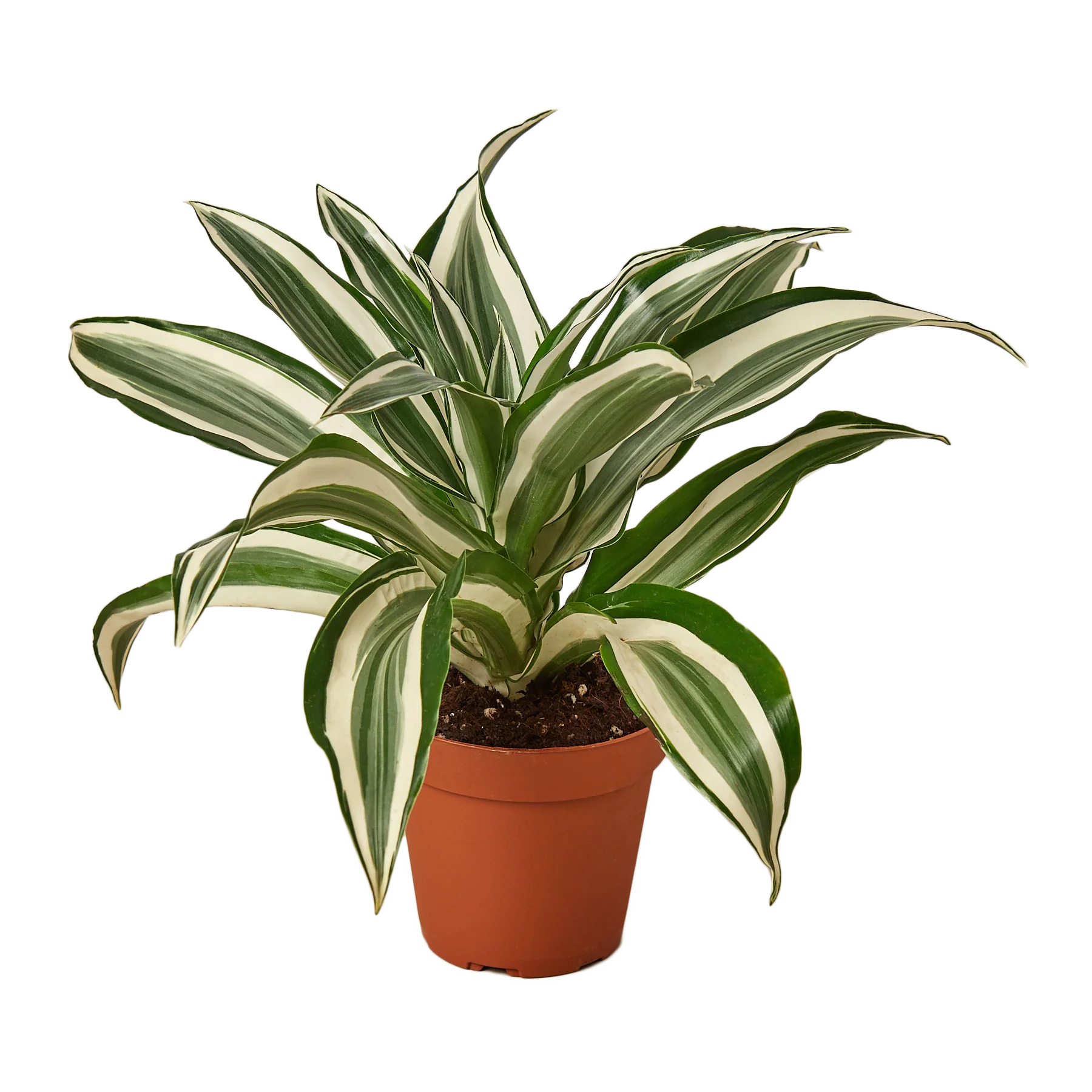 dracaena warneckii wikipedia Dracaena Warneckii White Jewel – Collective Plant Co