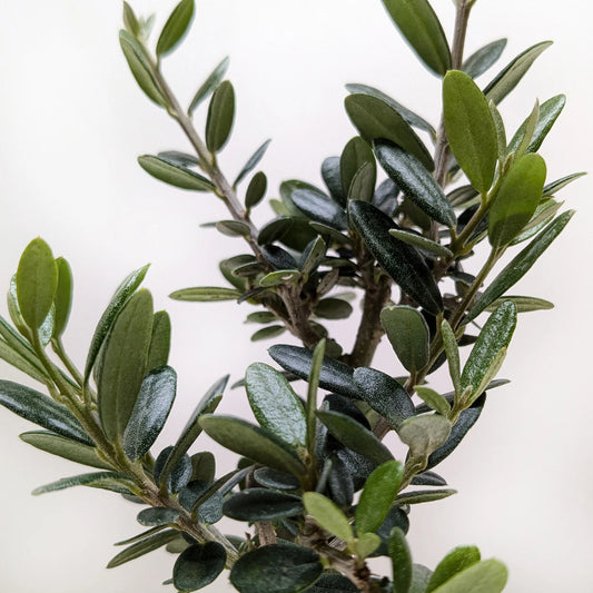 Common Olive Tree (Olea europaea