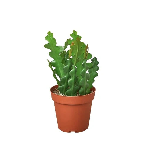 Epiphyllum 'Ric Rac' Cactus 6"