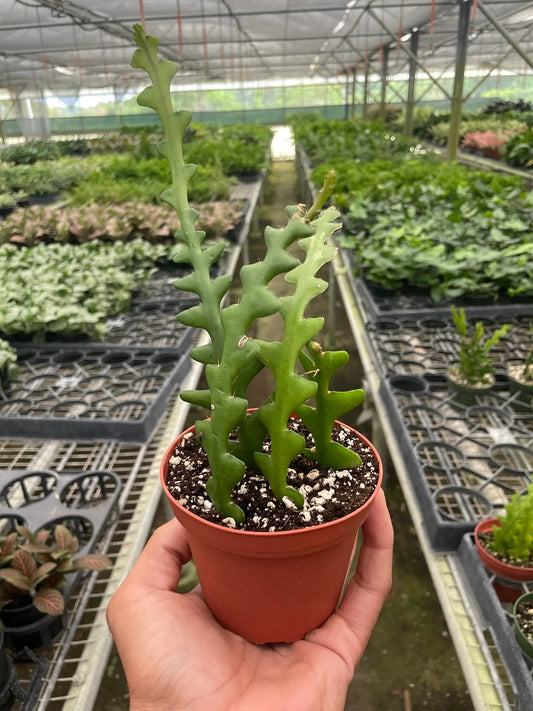 Epiphyllum 'Ric Rac' Cactus 6"
