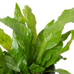 Fern 'Crocodile' 6"