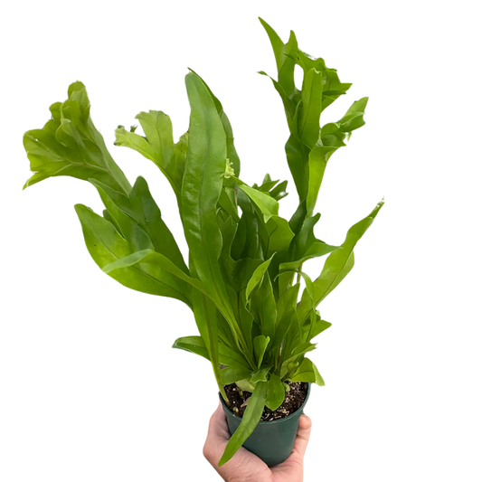 Fern 'Green Flame