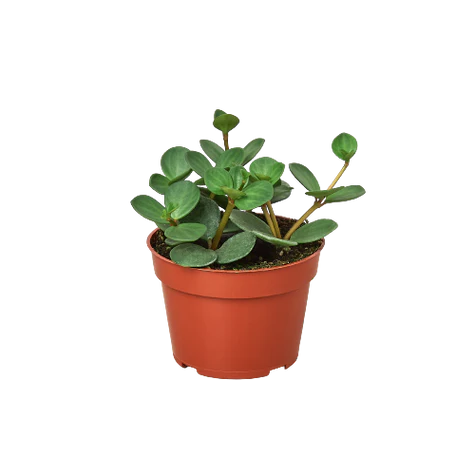Peperomia 'Hope'