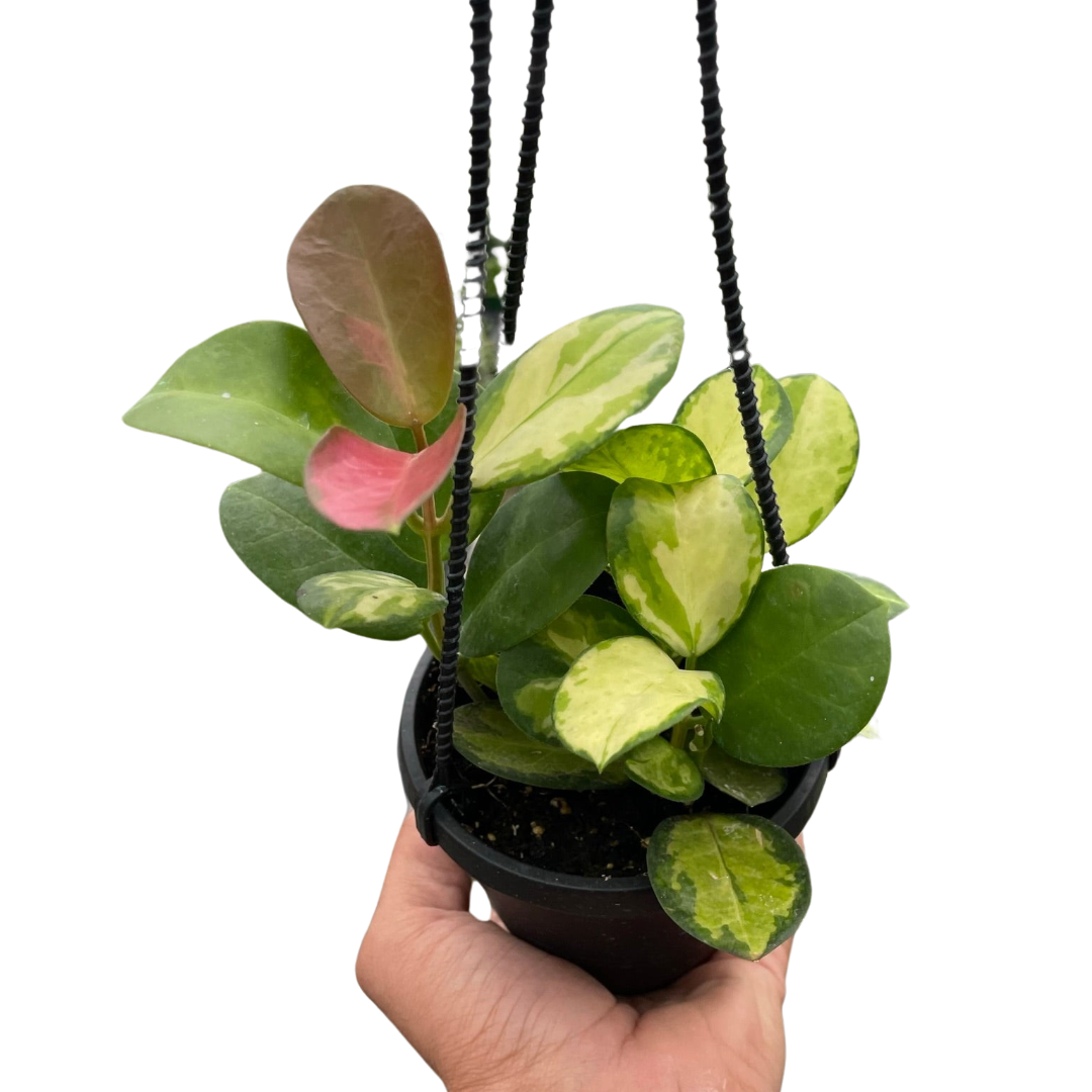 Hoya Lisa - 6"