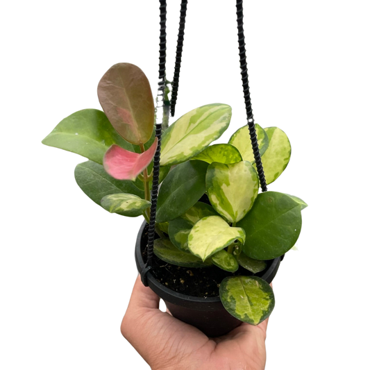 Hoya Lisa - 6"