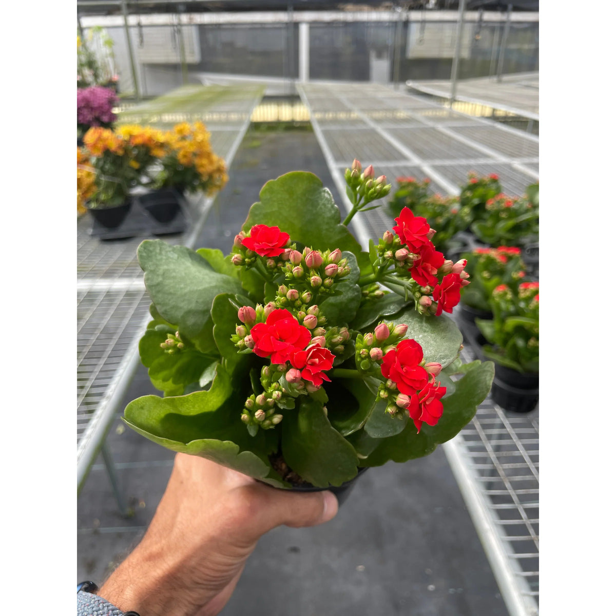 Kalanchoe 'Blossfeldiana