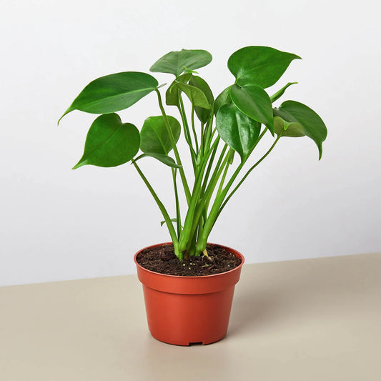 Monstera 'Split-Leaf' 6"