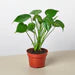 Monstera Deliciosa