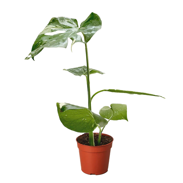 Monstera 'Thai Constellation'
