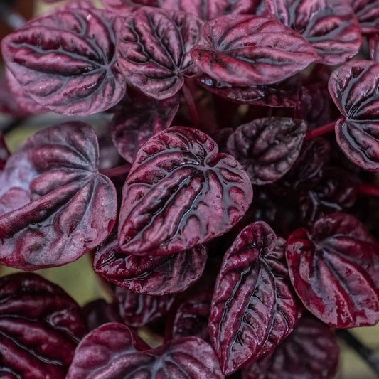 Peperomia 'Ripple Red