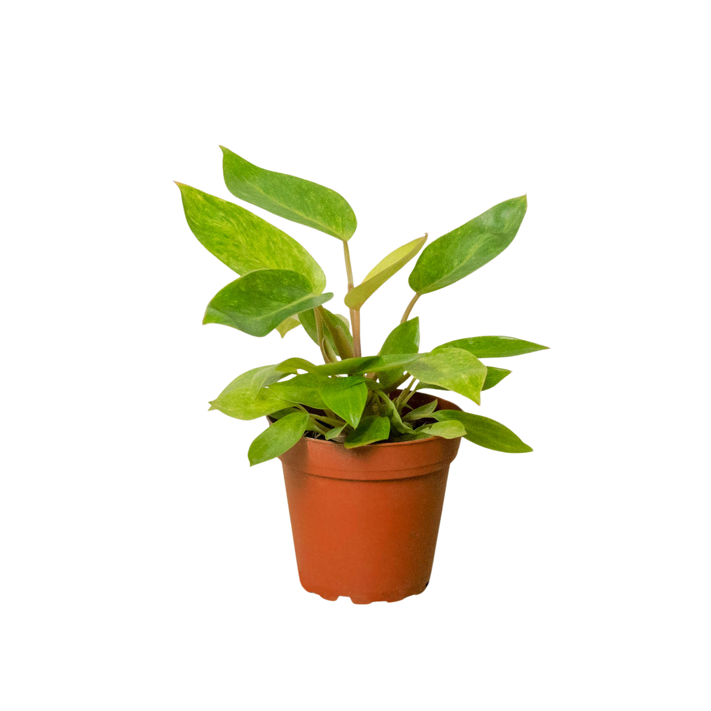 Philodendron 'Painted Lady 4" Clear Pots