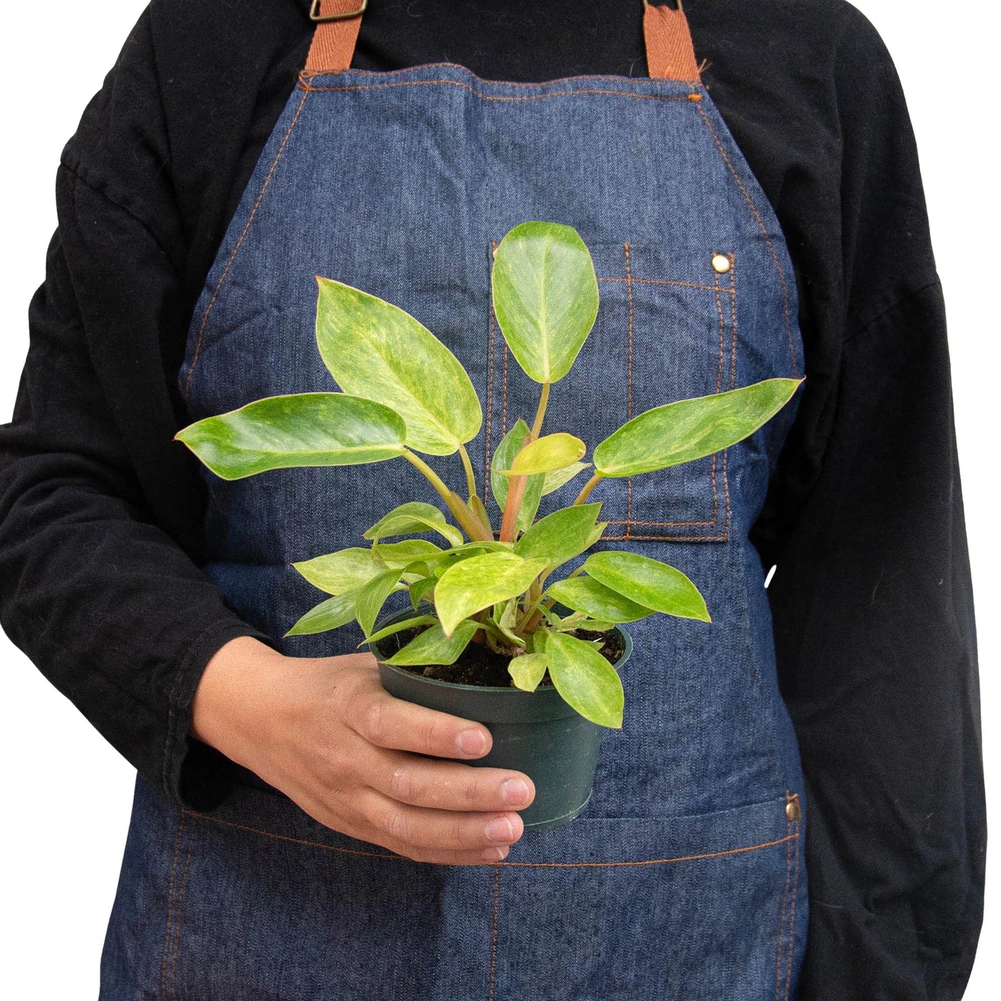 Philodendron 'Painted Lady 4" Clear Pots