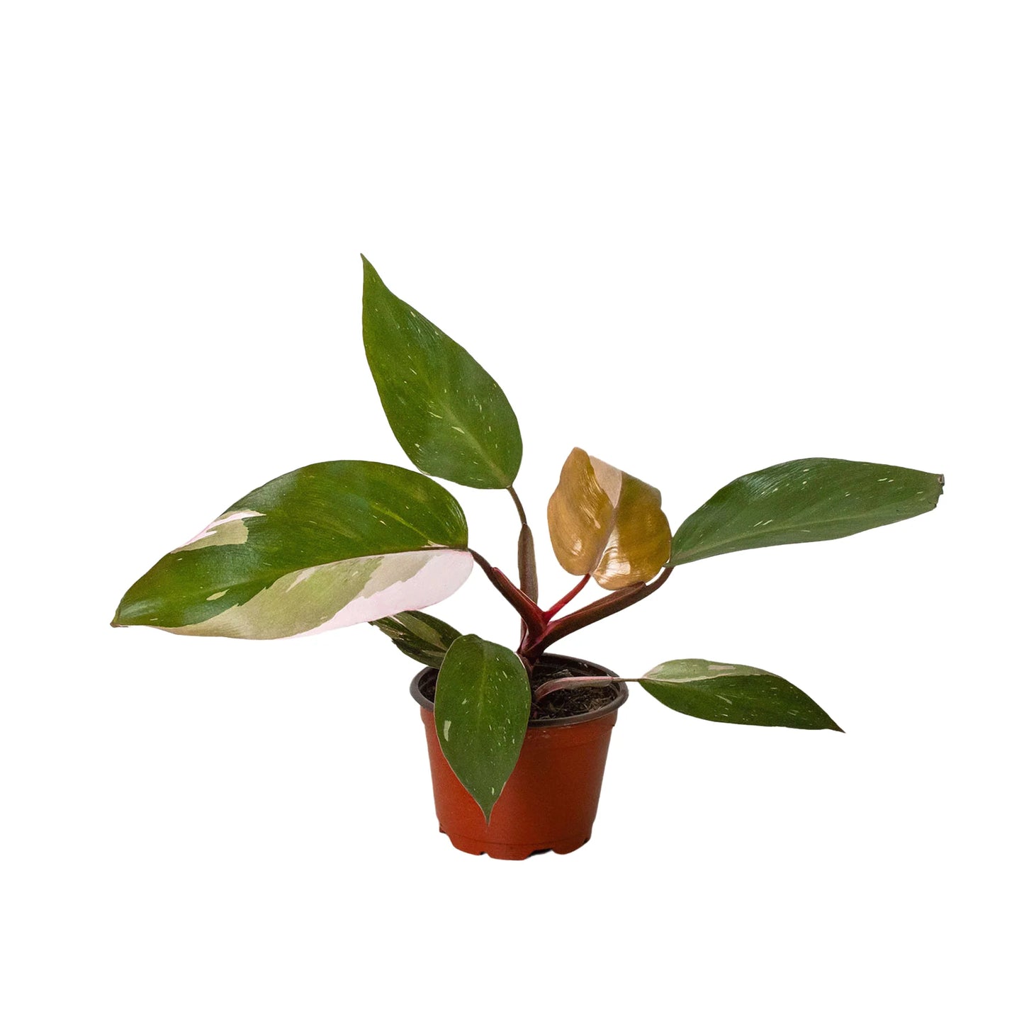Philodendron 'Pink Princess 4" - Clear Pot