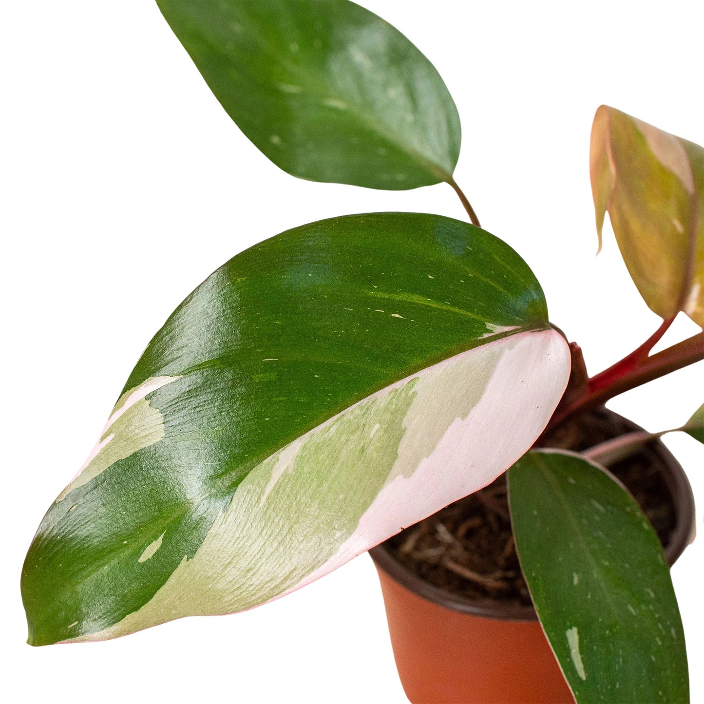 Philodendron 'Pink Princess 4" - Clear Pot