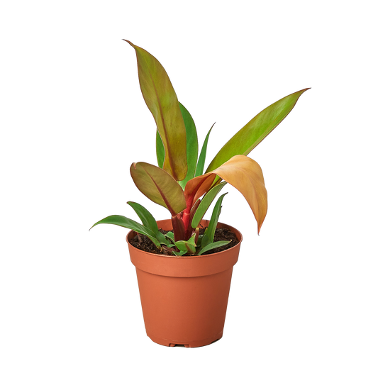 Philodendron 'Prince of Orange' 4inch - Clear Pot