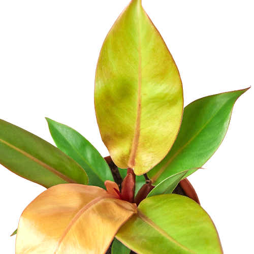 Philodendron 'Prince of Orange' 4inch - Clear Pot
