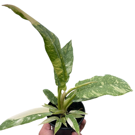 Philodendron 'Variegated Ring of Fire' 4inch