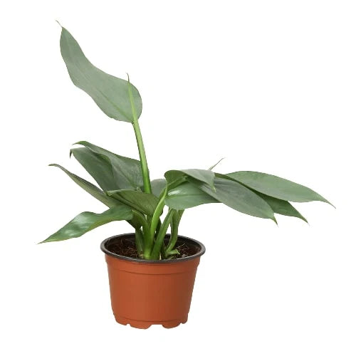 Philodendron 'Silver Sword' 4inch