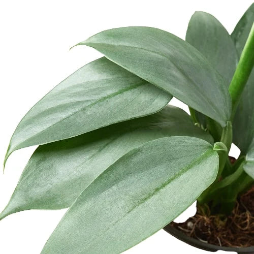 Philodendron 'Silver Sword' 4inch