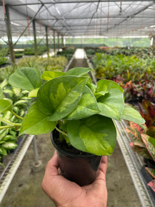 Pothos 'Global Green 3" clear pot