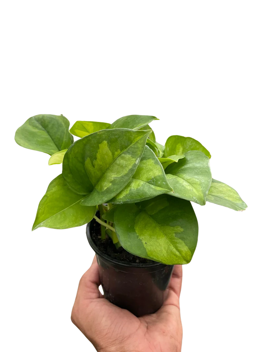 Pothos 'Global Green' 4inch
