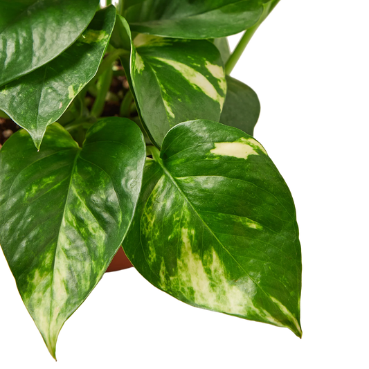 Pothos 'Golden 6”