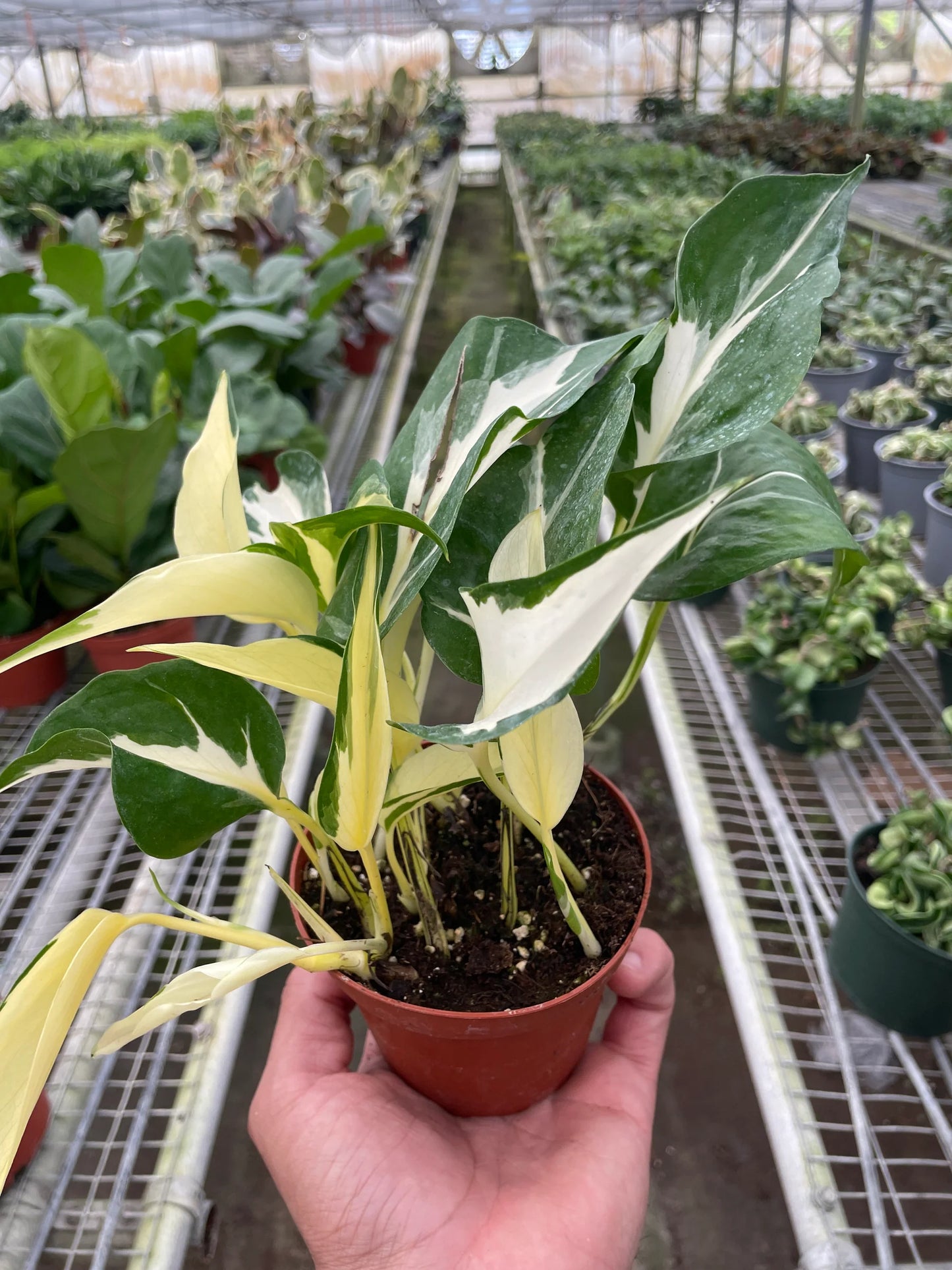 Pothos 'Mutant Manjula 6"