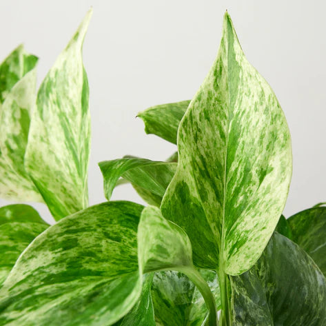 Pothos 'Marble Queen 4"