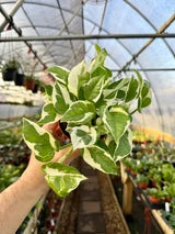 Pothos Pearls n Jade