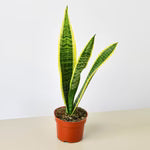Snake Plant 'Laurentii' 4"