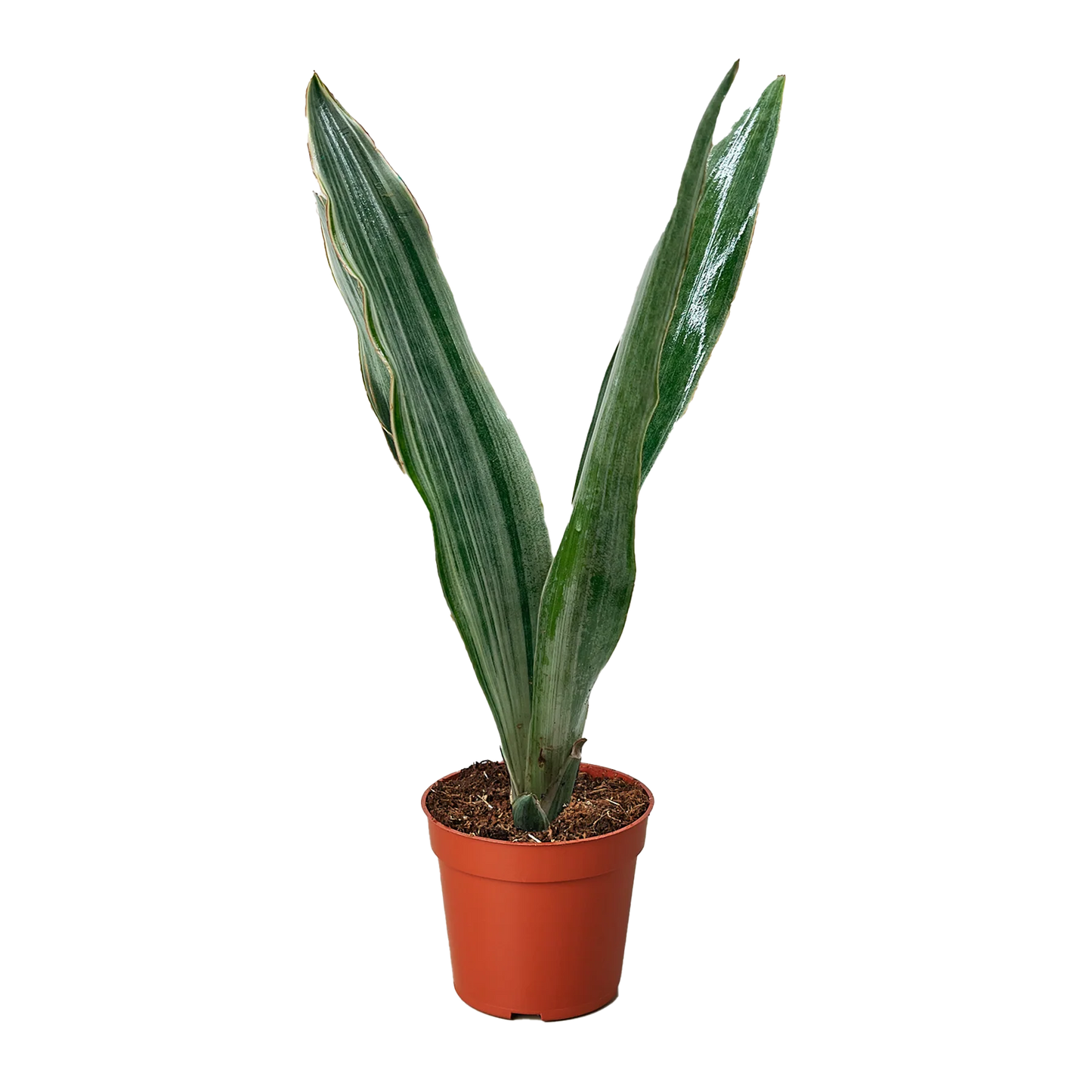 Snake Plant 'Sayuri 6"