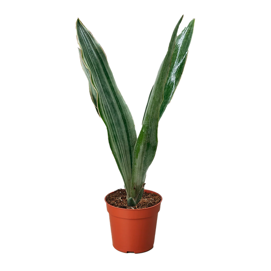 Snake Plant 'Sayuri 6"