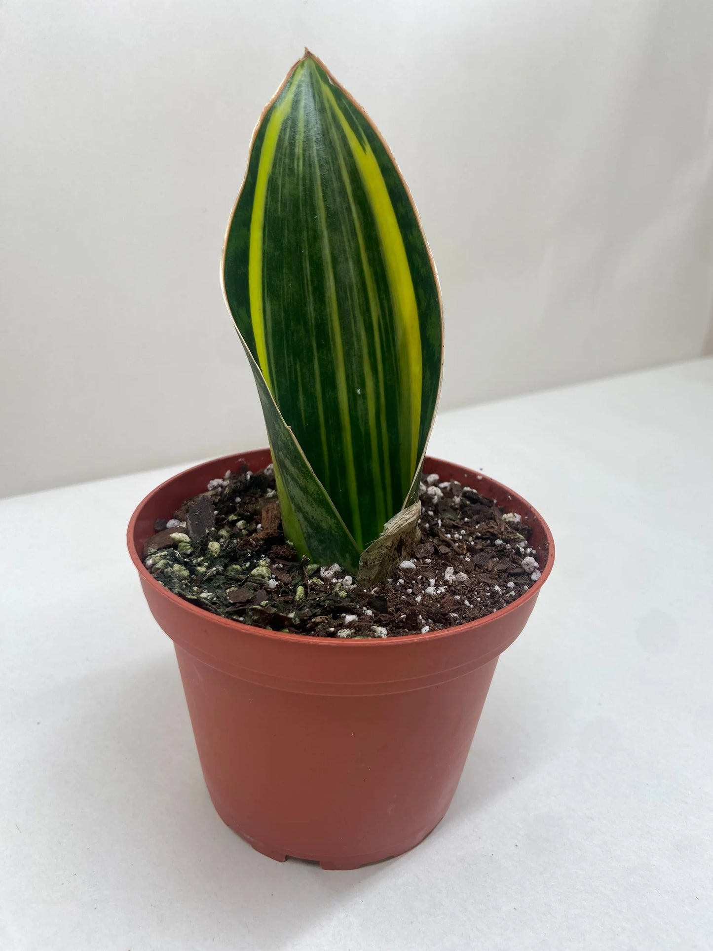 Variegated Shark Fin Snake Plant 4"