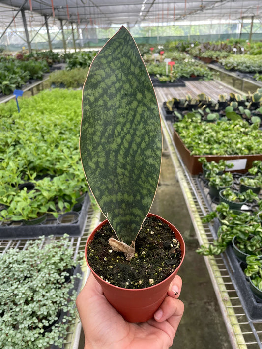 Shark Fin Snake Plant 4"