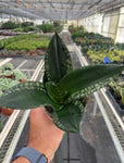 Snake Plant 'Whitney' 6"
