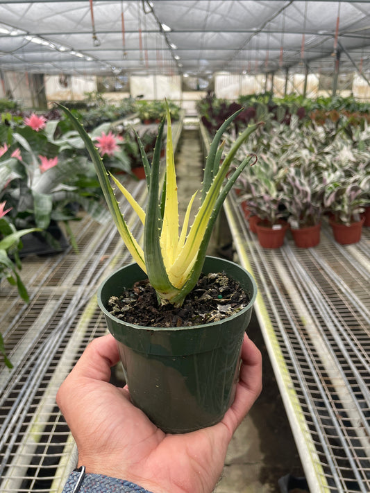 Aloe Solar Flare Succulent 4" Clear Pot