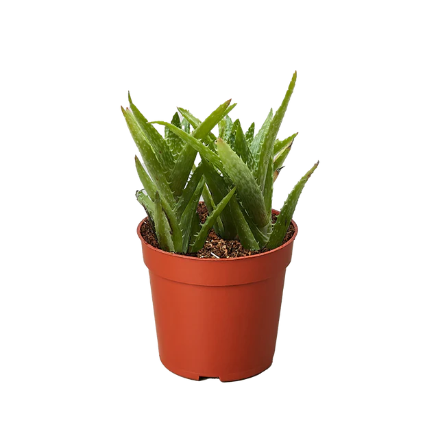 Aloe Succulent 'Tiger Tooth'