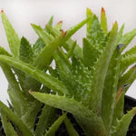 Aloe Succulent 'Tiger Tooth'